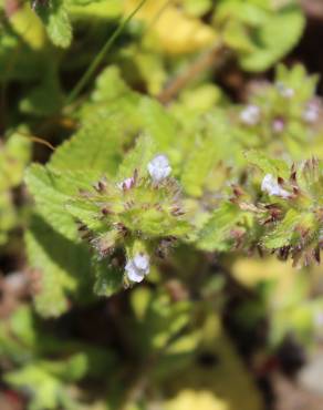 Fotografia 3 da espécie Stachys arvensis no Jardim Botânico UTAD