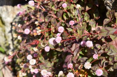 Fotografia da espécie Polygonum capitatum