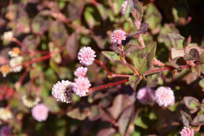 Fotografia da espécie Polygonum capitatum