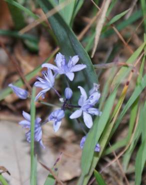 Fotografia 4 da espécie Scilla monophyllos no Jardim Botânico UTAD