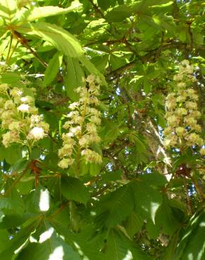 Fotografia 3 da espécie Aesculus hippocastanum no Jardim Botânico UTAD