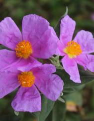 Cistus albidus