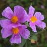 Fotografia 1 da espécie Cistus albidus do Jardim Botânico UTAD