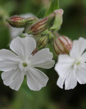 Fotografia 3 da espécie Silene latifolia no Jardim Botânico UTAD