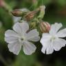 Fotografia 3 da espécie Silene latifolia do Jardim Botânico UTAD