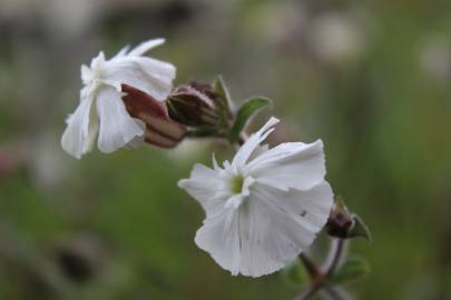 Fotografia da espécie Silene latifolia