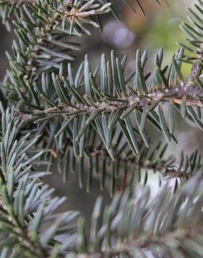 Fotografia 3 da espécie Abies alba no Jardim Botânico UTAD