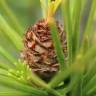 Fotografia 6 da espécie Sciadopitys verticillata do Jardim Botânico UTAD