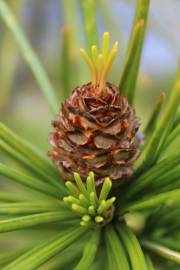 Fotografia da espécie Sciadopitys verticillata