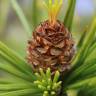 Fotografia 1 da espécie Sciadopitys verticillata do Jardim Botânico UTAD