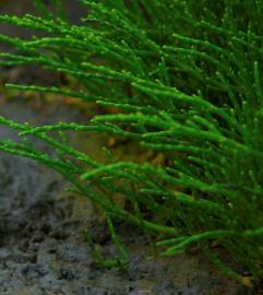 Fotografia da espécie Salicornia ramosissima