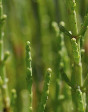 Fotografia 3 da espécie Salicornia ramosissima no Jardim Botânico UTAD