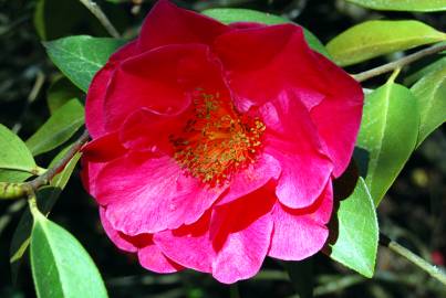 Fotografia da espécie Camellia reticulata