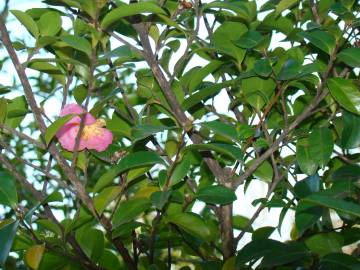 Fotografia da espécie Camellia sasanqua