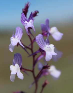 Fotografia 1 da espécie Linaria elegans no Jardim Botânico UTAD