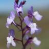 Fotografia 1 da espécie Linaria elegans do Jardim Botânico UTAD