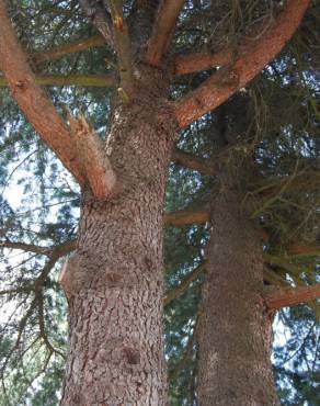 Fotografia 4 da espécie Cedrus deodara no Jardim Botânico UTAD