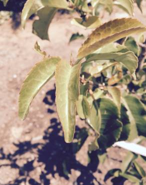 Fotografia 1 da espécie Prunus lusitanica subesp. azorica no Jardim Botânico UTAD