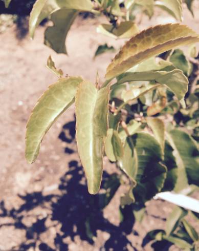 Fotografia de capa Prunus lusitanica subesp. azorica - do Jardim Botânico