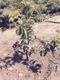 Fotografia da espécie Prunus lusitanica subesp. azorica