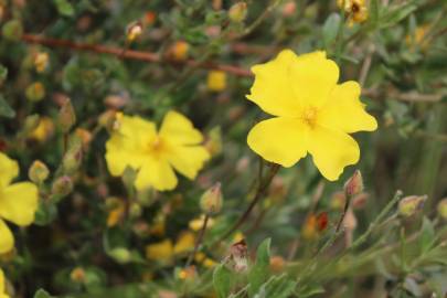 Fotografia da espécie Halimium lasianthum subesp. alyssoides