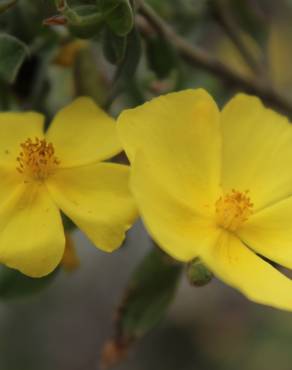 Fotografia 3 da espécie Halimium lasianthum subesp. alyssoides no Jardim Botânico UTAD