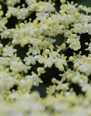 Fotografia 7 da espécie Sambucus nigra subesp. nigra no Jardim Botânico UTAD