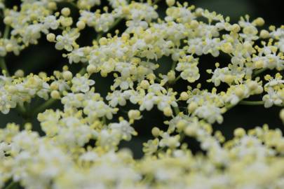 Fotografia da espécie Sambucus nigra subesp. nigra