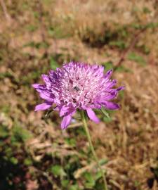 Fotografia da espécie Scabiosa atropurpurea