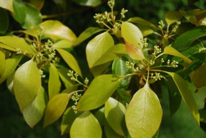 Fotografia da espécie Cinnamomum camphora