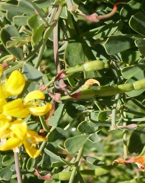 Fotografia 5 da espécie Coronilla glauca no Jardim Botânico UTAD