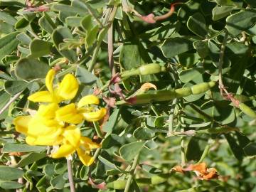 Fotografia da espécie Coronilla glauca