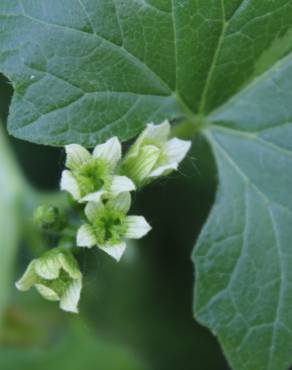 Fotografia 5 da espécie Bryonia cretica subesp. dioica no Jardim Botânico UTAD