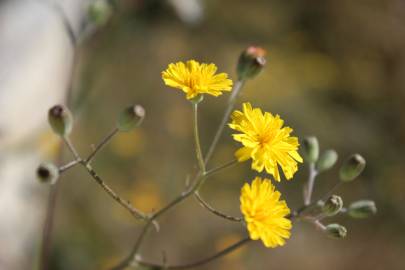 Fotografia da espécie Crepis capillaris var. capillaris