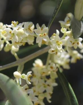 Fotografia 1 da espécie Olea europaea subesp. europaea var. sylvestris no Jardim Botânico UTAD