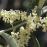 Fotografia 1 da espécie Olea europaea subesp. europaea var. sylvestris do Jardim Botânico UTAD