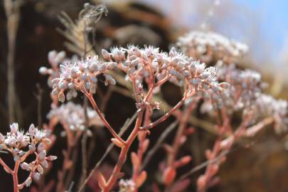 Fotografia da espécie Sedum album