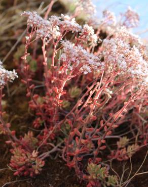 Fotografia 3 da espécie Sedum album no Jardim Botânico UTAD