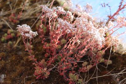 Fotografia da espécie Sedum album