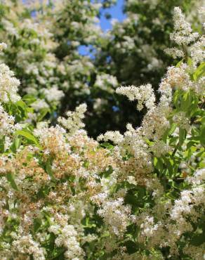 Fotografia 4 da espécie Ligustrum vulgare no Jardim Botânico UTAD