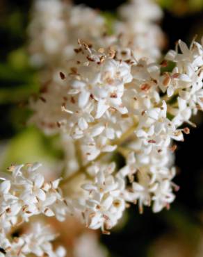 Fotografia 5 da espécie Ligustrum vulgare no Jardim Botânico UTAD