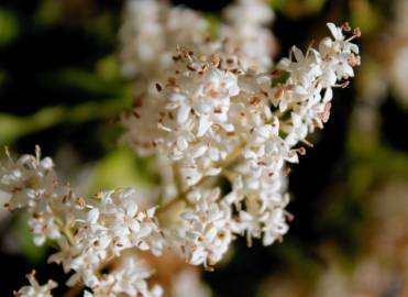 Fotografia da espécie Ligustrum vulgare