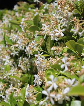 Fotografia 3 da espécie Trachelospermum jasminoides no Jardim Botânico UTAD