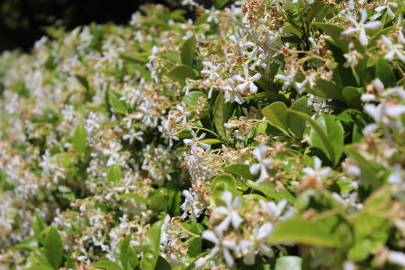 Fotografia da espécie Trachelospermum jasminoides