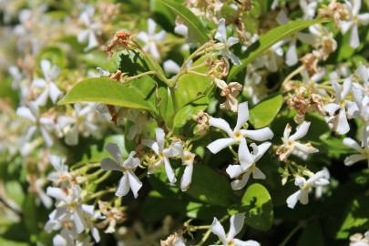 Fotografia da espécie Trachelospermum jasminoides