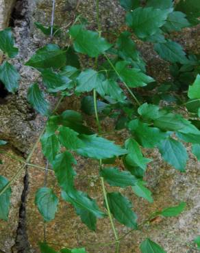 Fotografia 3 da espécie Clematis vitalba no Jardim Botânico UTAD