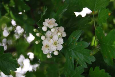 Fotografia da espécie Crataegus monogyna