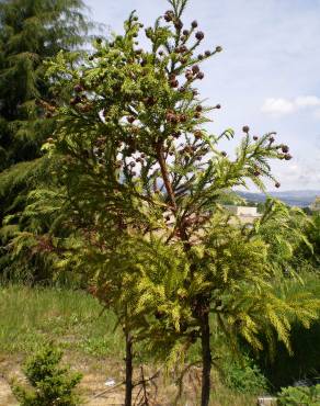 Fotografia 4 da espécie Cryptomeria japonica no Jardim Botânico UTAD