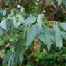 Fotografia 4 da espécie Eucalyptus gunnii do Jardim Botânico UTAD