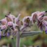 Fotografia 3 da espécie Anchusa undulata subesp. undulata do Jardim Botânico UTAD